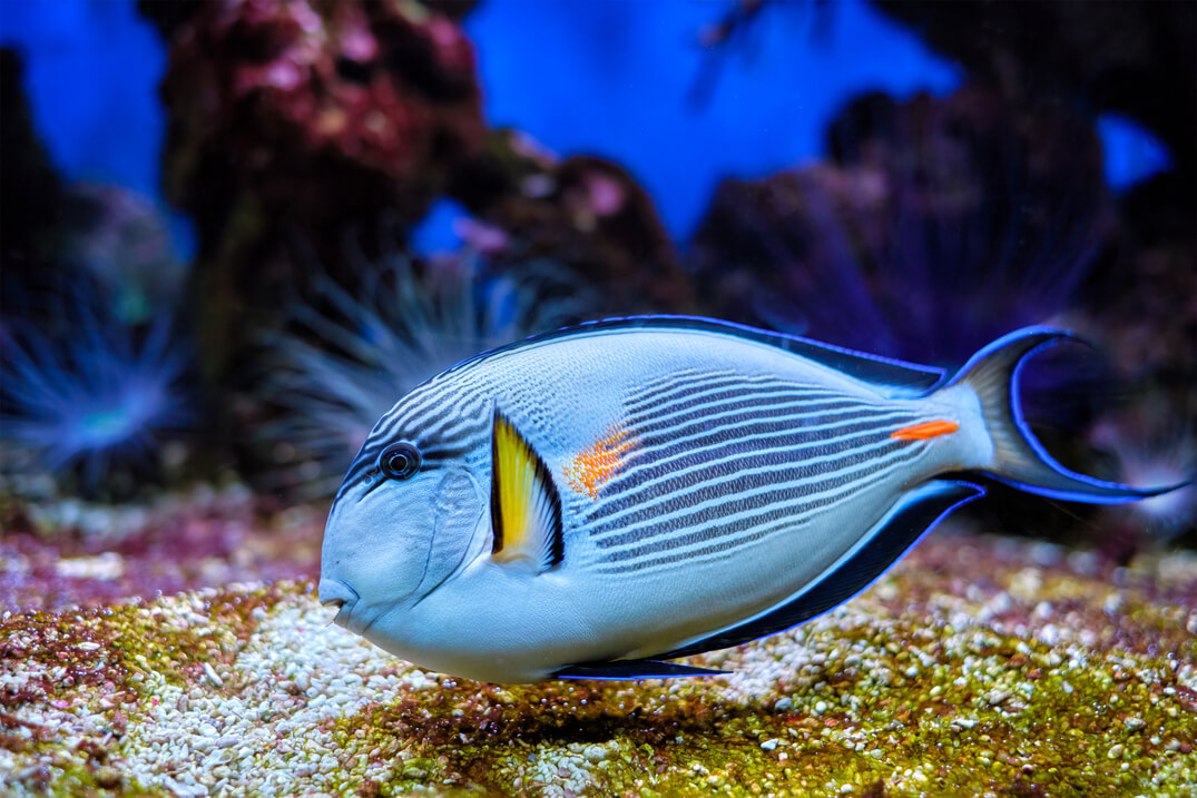 sohal-surgeonfish-underwater-2021-09-04-05-00-04-utc.jpg